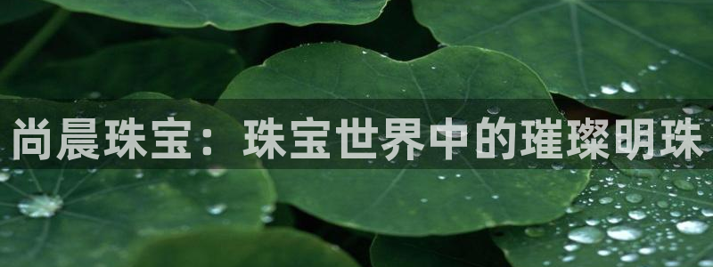 新宝那2O5O5O：尚晨珠宝：珠宝世界中的璀璨明珠