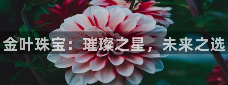 新宝5注册首页：金叶珠宝：璀璨之星，未来之选