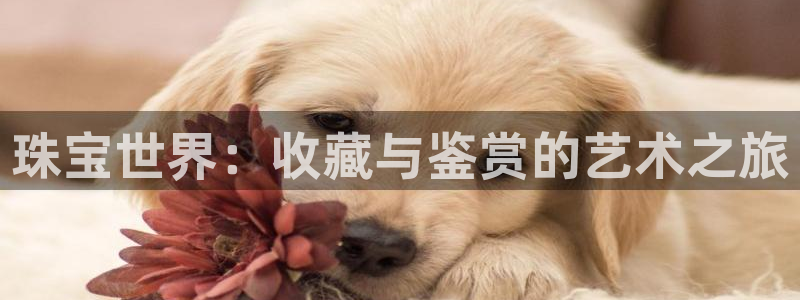 新宝5-测速：珠宝世界：收藏与鉴赏的艺术之旅